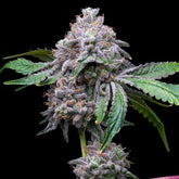 π Gorilla Cookies Auto Seeds (100% off)
